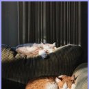 이든동물병원 이미지