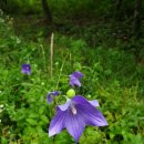 경안천습지생태공원 이미지