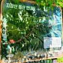 지장산 등산로 이미지