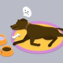 서산동물병원 이미지