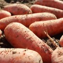 봉이네농장 이미지