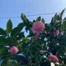 동백꽃마을 이미지