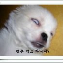 강쥐세상 이미지