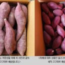 최애네고구마