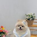 댕화살롱 이미지