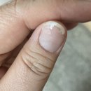 애반디뷰티 | 과천 지정타 네일 맛집 리노뷰티 ( 연장할인팁)