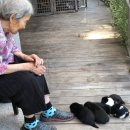 똥강아지 이미지