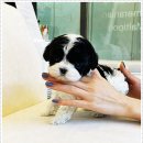 퍼피로그 강아지분양 창원점 이미지