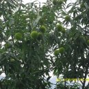 삼수농장 이미지