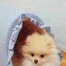 퍼펫 애견카페 이미지