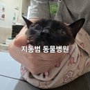 상주축협 동물병원 | 부산 지동범 동물병원 고양이 눈에 점 2년 만에 재검 예약 및 진료 후기 주차장 정보