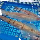 한치로1 이미지