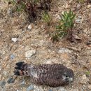 경기도야생동물구조관리센터 이미지