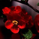 화신동백 이미지