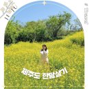 제주도 한달살기 숙소 서귀포 독채 미스터멘션 숙박세일페스타 봄여행 일정