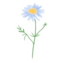 도그마루 강아지 고양이 성남분당점 이미지