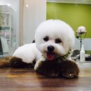 나나애견미용 이미지