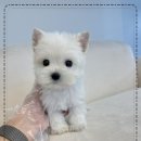 오하이독 안심분양센터 김포점 | 청결과 위생 관리 헬스독 인천김포점 인천 강아지분양