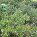 방치 완전 자연산 베리유 이미지