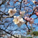 맨지기치킨 이미지