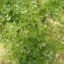 남연허브 이미지