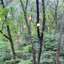 푸드폴멍 이미지