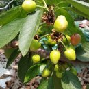 사오리농장 이미지