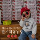 제주댁 농장 | 제주 딸기따기체험 아꼬아체험농장 딸기철 아이와 가볼만한곳