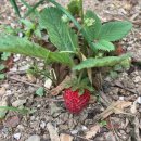 온달농장 이미지