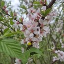 미선농장 2 이미지