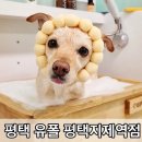 지제역 | 평택 유폴 평택지제역점 애견미용실 후기