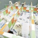 퍼피월드 이미지