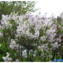 수수꽃다리 이미지