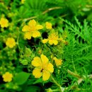 자연을 노래하다 이미지