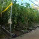 더 프리미엄 농장 이미지