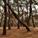 경주 삼릉 소나무 이미지