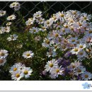 날마다 소풍 이미지