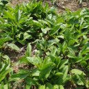 이인수 농장 이미지