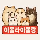 틴미새의 일상 (feat.고양이)