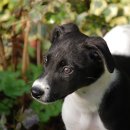 이삭애견 이미지