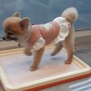 24시 서울 탑 동물병원 이미지