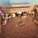 건영승마장 이미지