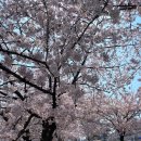 응암1교 - 이천시 | 서울 벚꽃 명소 불광천 개화시기, 벚꽃축제, 벚꽃뷰 식당, 카페 정보