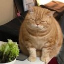 (주) 로그 이미지