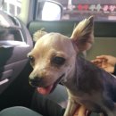 배곧코코동물병원 이미지