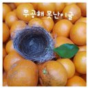 못난이 귤 주문 받습니다(판매종료) 이미지