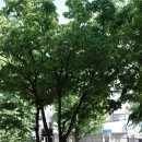 파리바게뜨 삼계점 | 바이젝트 편도절제술 후기(4) : 출혈로 응급실행, 수술 4일차~10일차