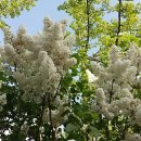 우산리산장 네이버블로그