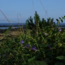 표선리-12 이미지