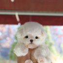 A. DOG(어독) 이미지